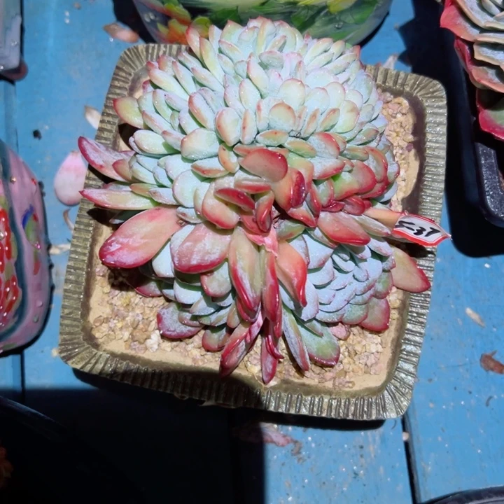 ?****?精品多肉植物老桩