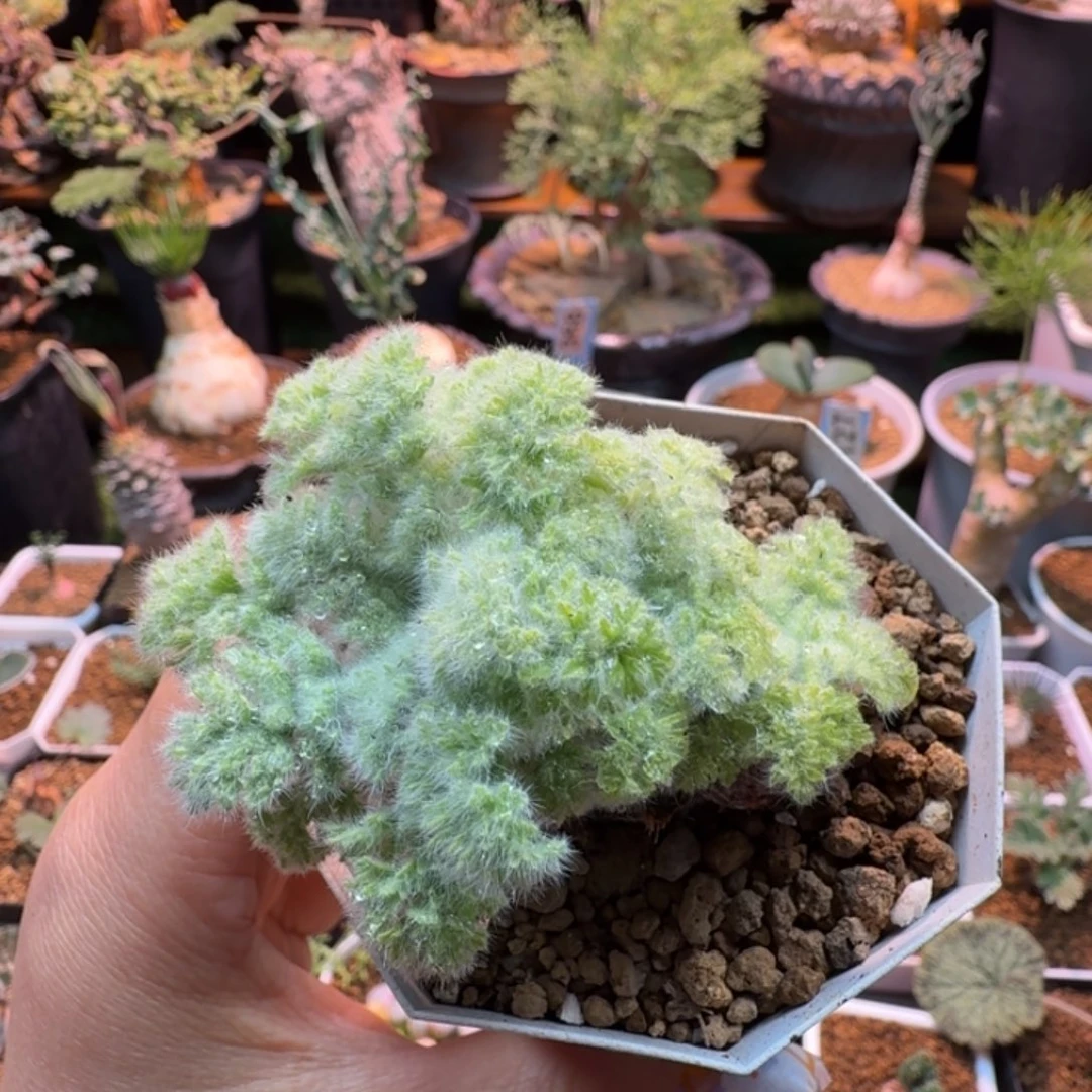 涵***儿羽叶洋葵615 仙人球