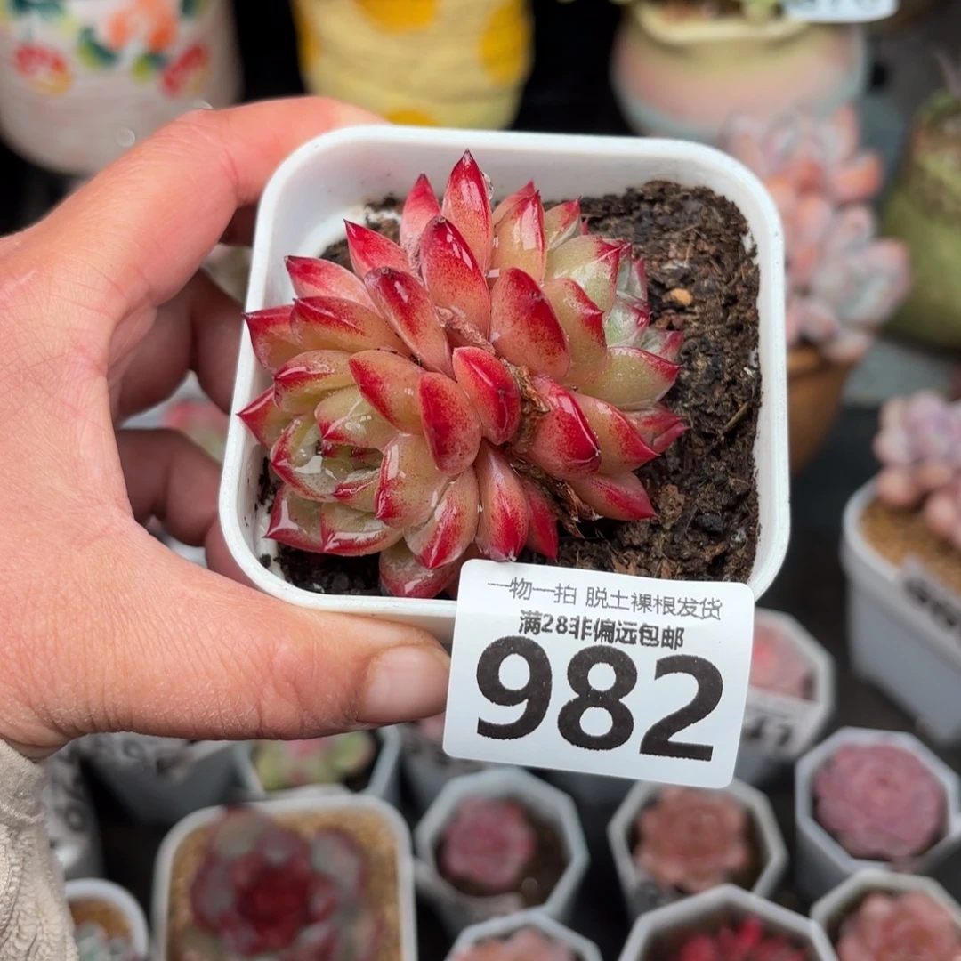 黑武士无盆土发货