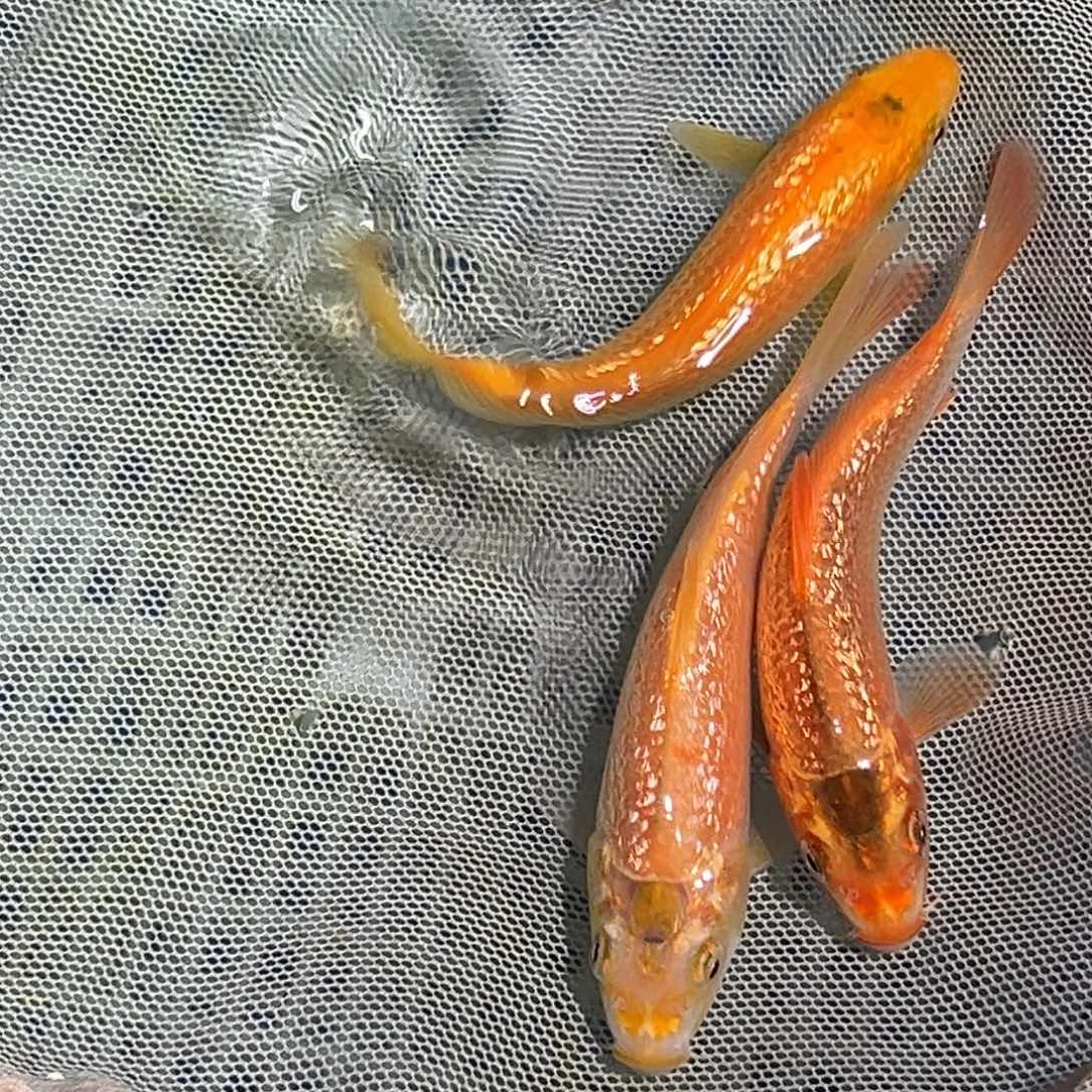 锦鲤锦鲤观赏鱼1111