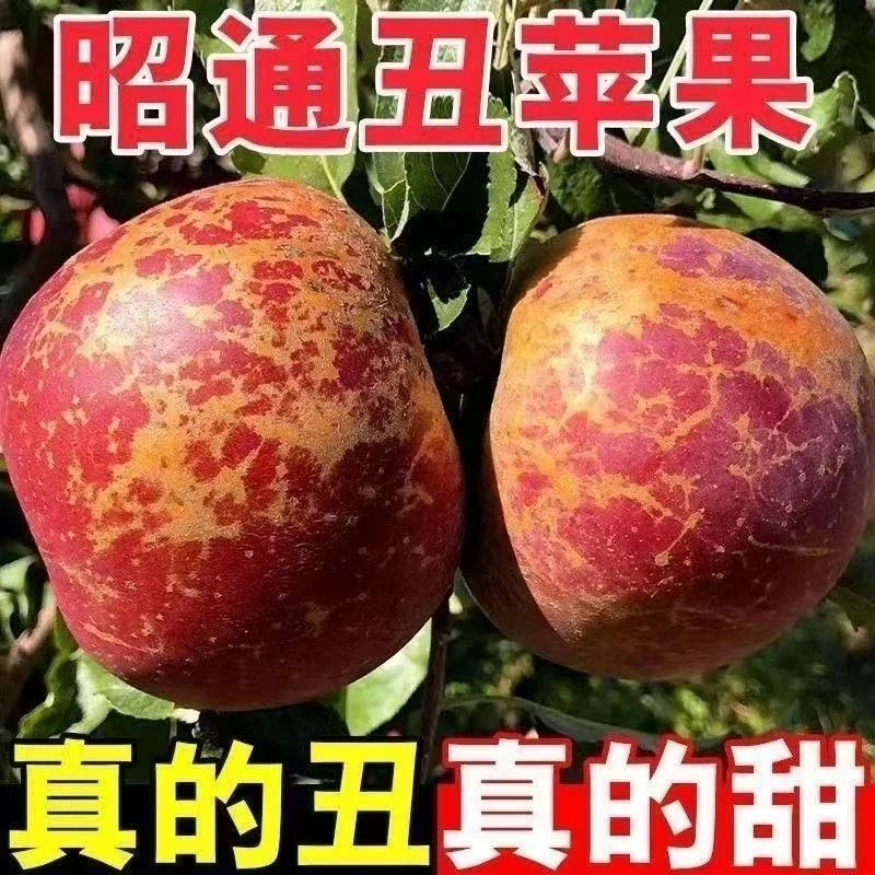 【脆甜多汁】正宗云南昭通现摘现发冰糖心丑苹果yd脆甜多汁甜苹果