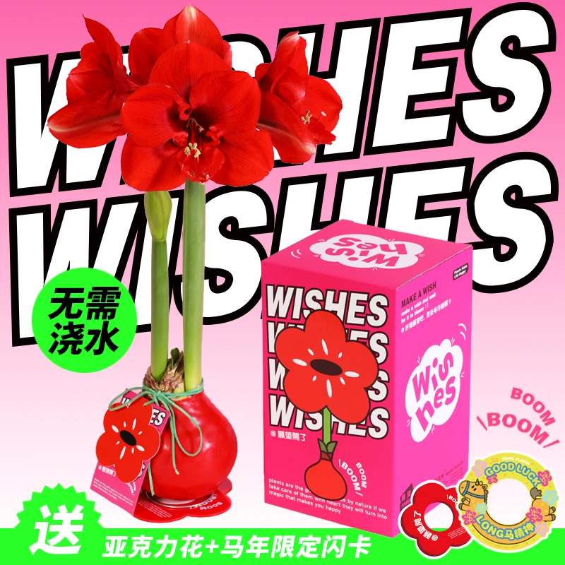 神奇植物蜡封朱顶红蜡球注定红懒人室内桌面植物年宵花新年礼物