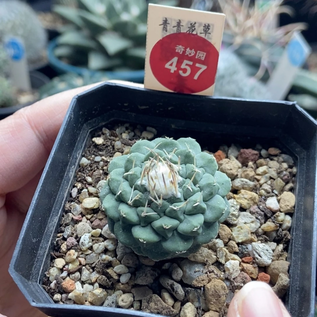 实生母本菊水3.3cm