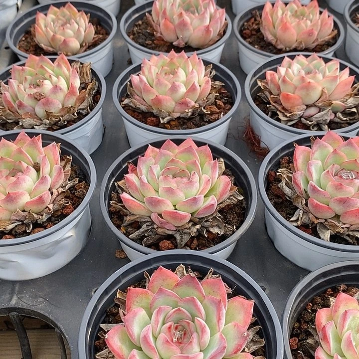 团。单头荷花。福利多多