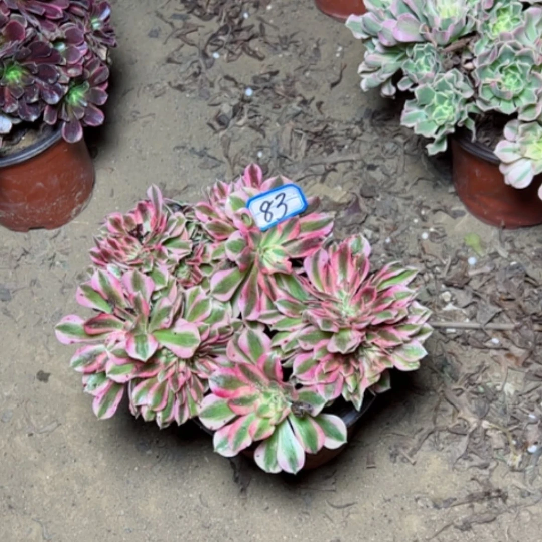 【闪购商品】沁*粉女83