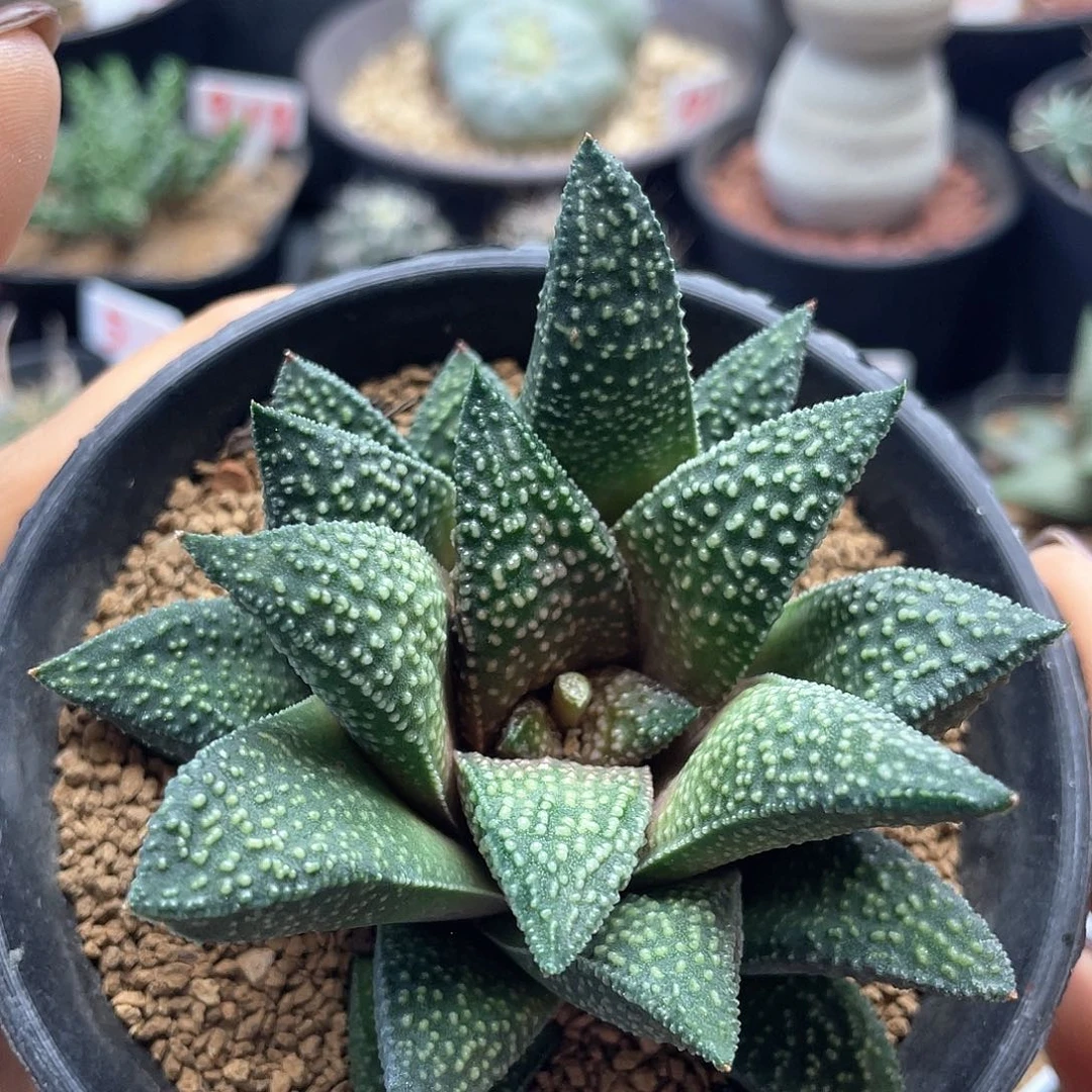 实生丸叶天涯仙人球多肉