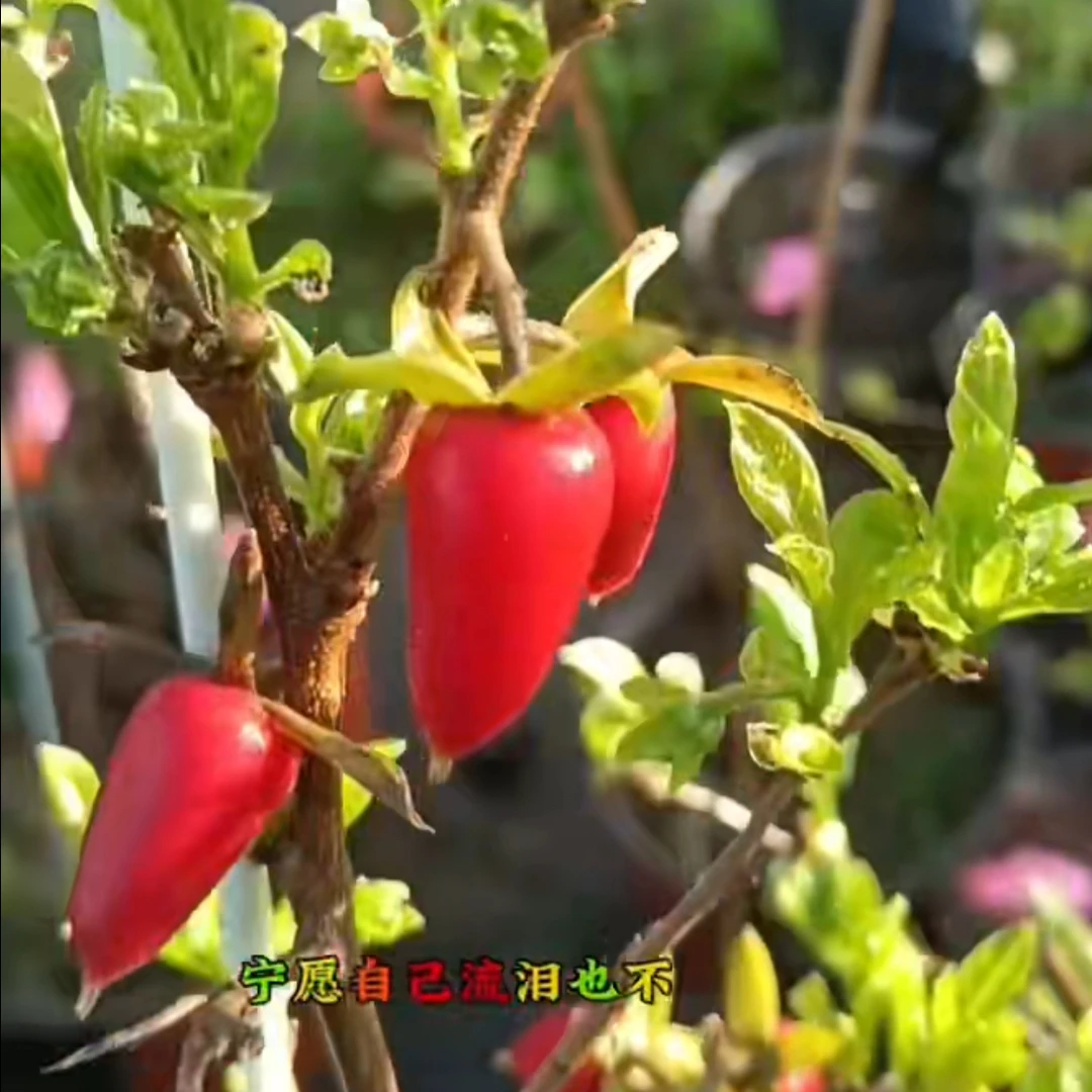 老鸦柿盆景浦岛太郎四季红嫁接苗