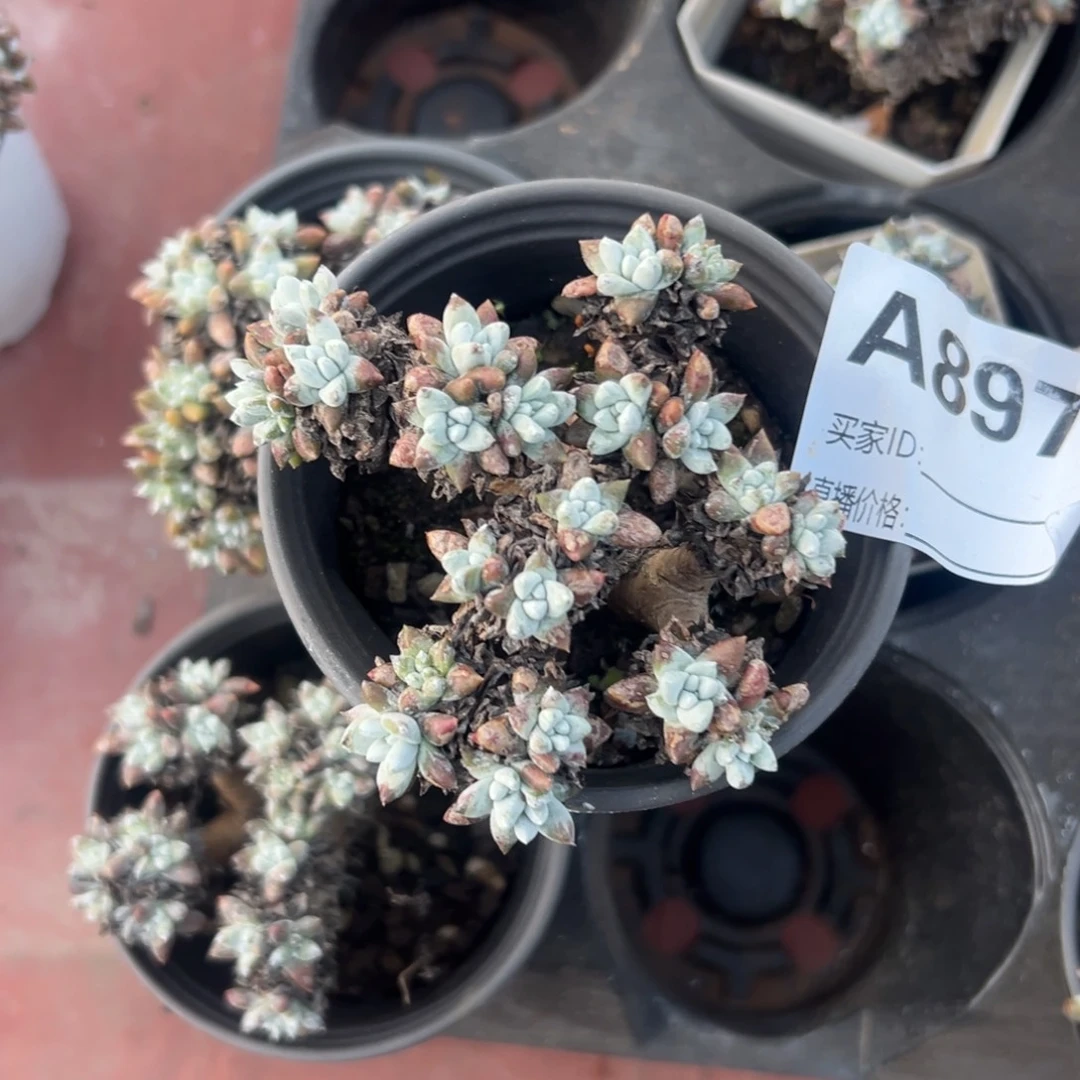 格诺玛白菊～一物一拍897