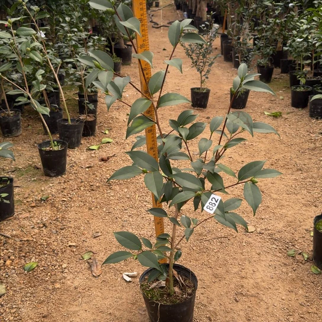 少量花朵（建议范围：2朵-5朵 或40%以下）882孔雀玉浦