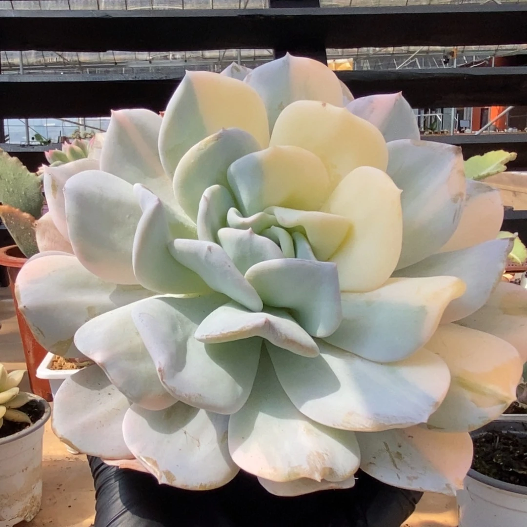 212雪特锦锦锦锦锦锦锦