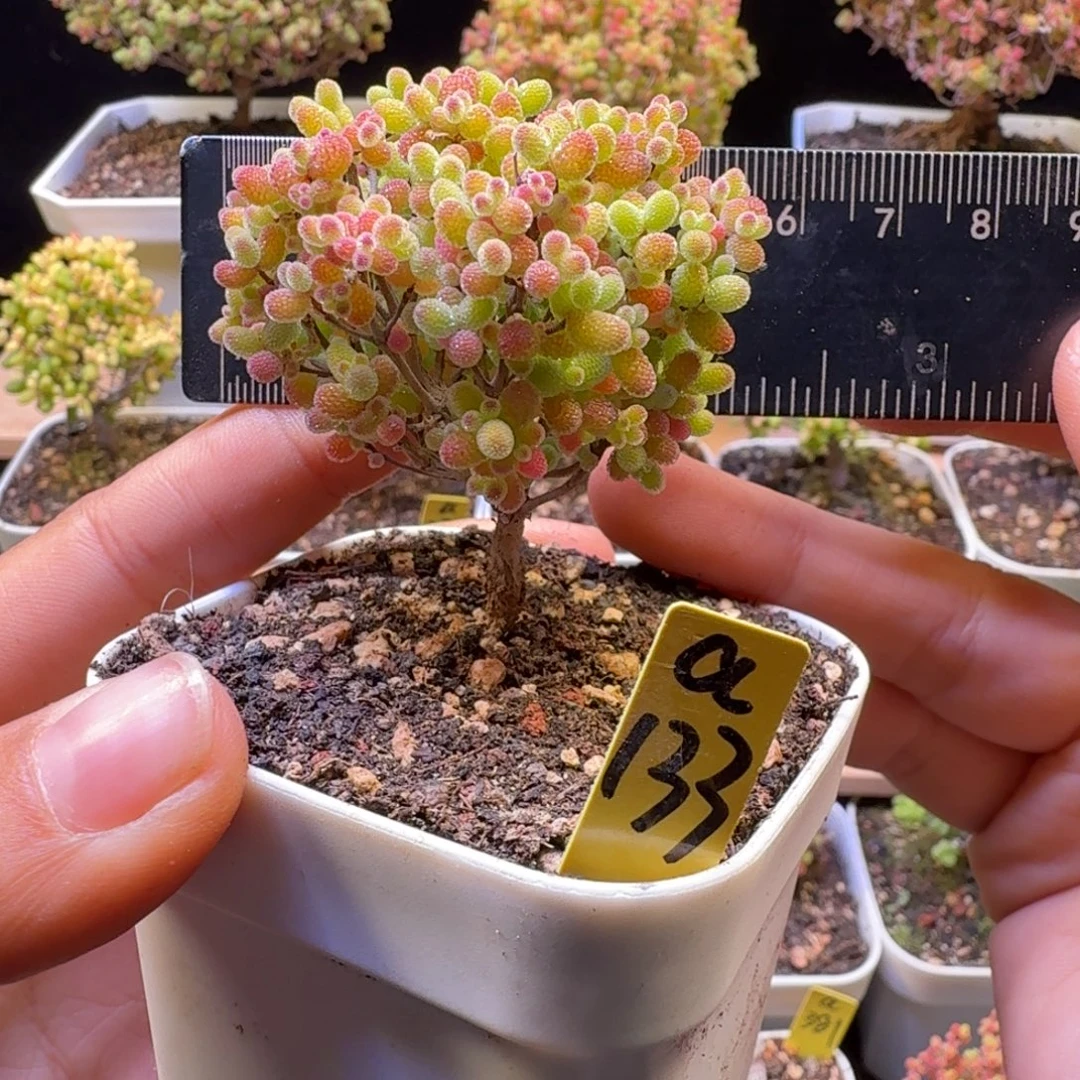 a133号橘子糖冠服5.5厘米左右