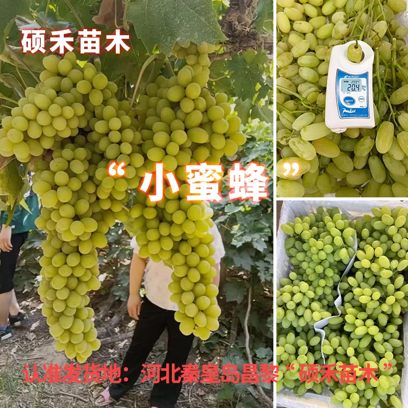 小蜜蜂葡萄苗（贝达砧木嫁接苗）【满29包邮】