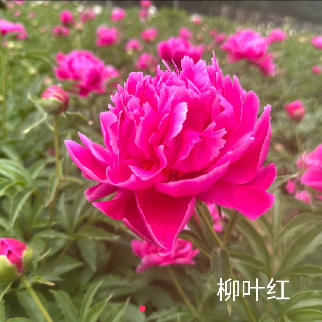 柳叶红芍药菏泽重瓣大花菏泽基地直发原盆原土发货现货直发