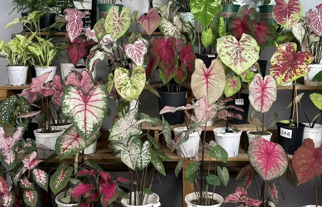 福利品.不包售后.直播间.一物一拍