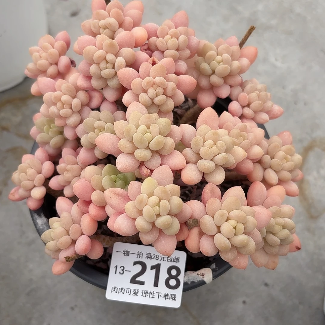 南***喜鱼子酱无盆土发货无盆土发货无