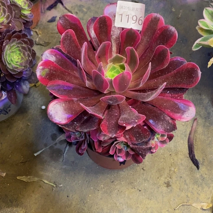 美杜莎多肉断头不包1196