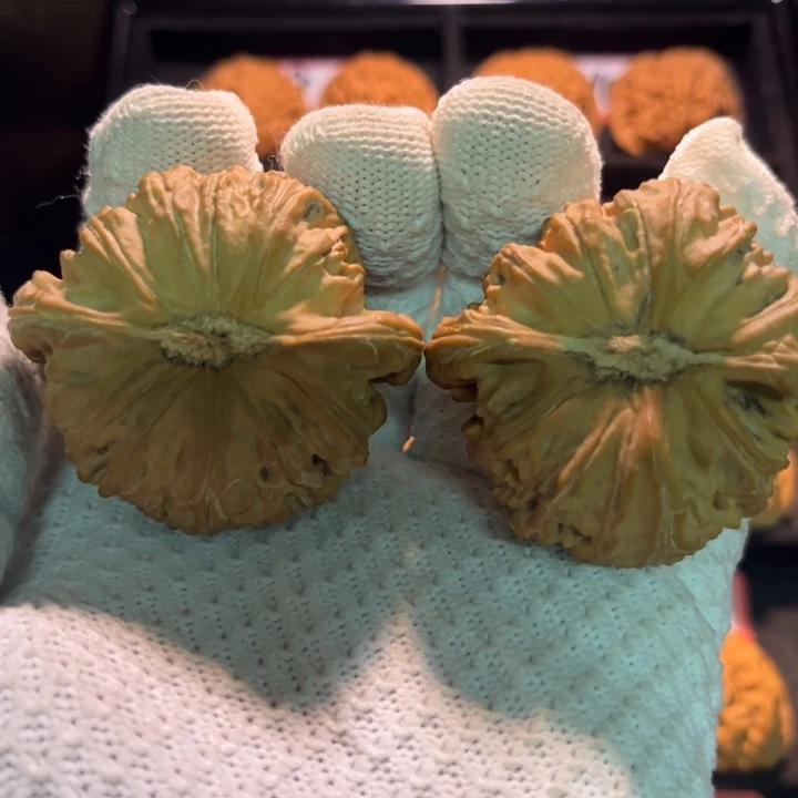 崽***崽桃核吊坠08秦皇岛山地果全品