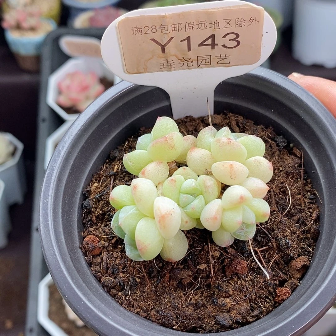 0143 冰玉 4.5cm 5头