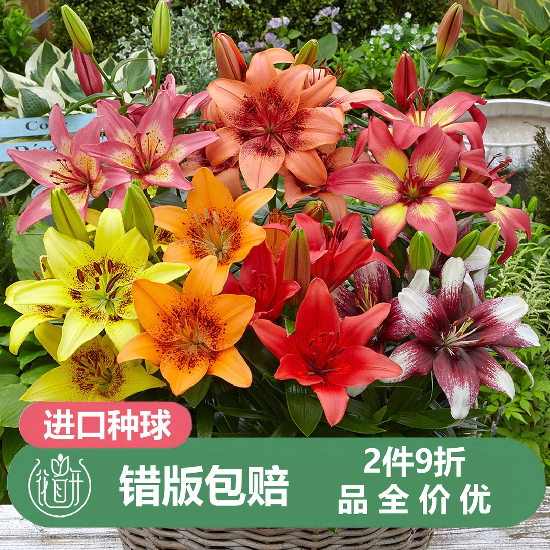 花自开【LA/亚百/卷单】百合种球多年生球根花寒耐热易复花易养好活