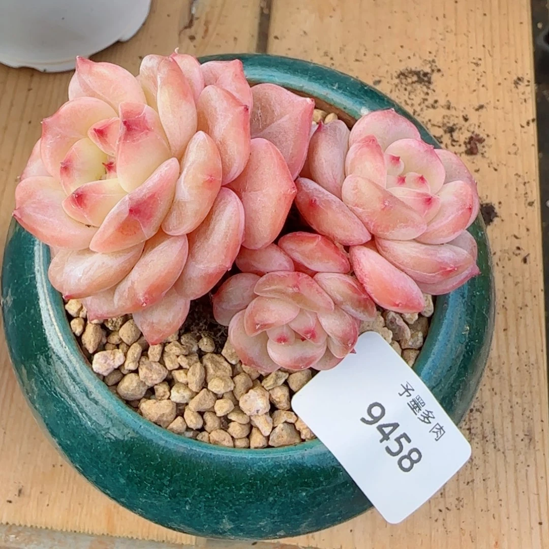 红宝石冰魄群，9458多肉植物