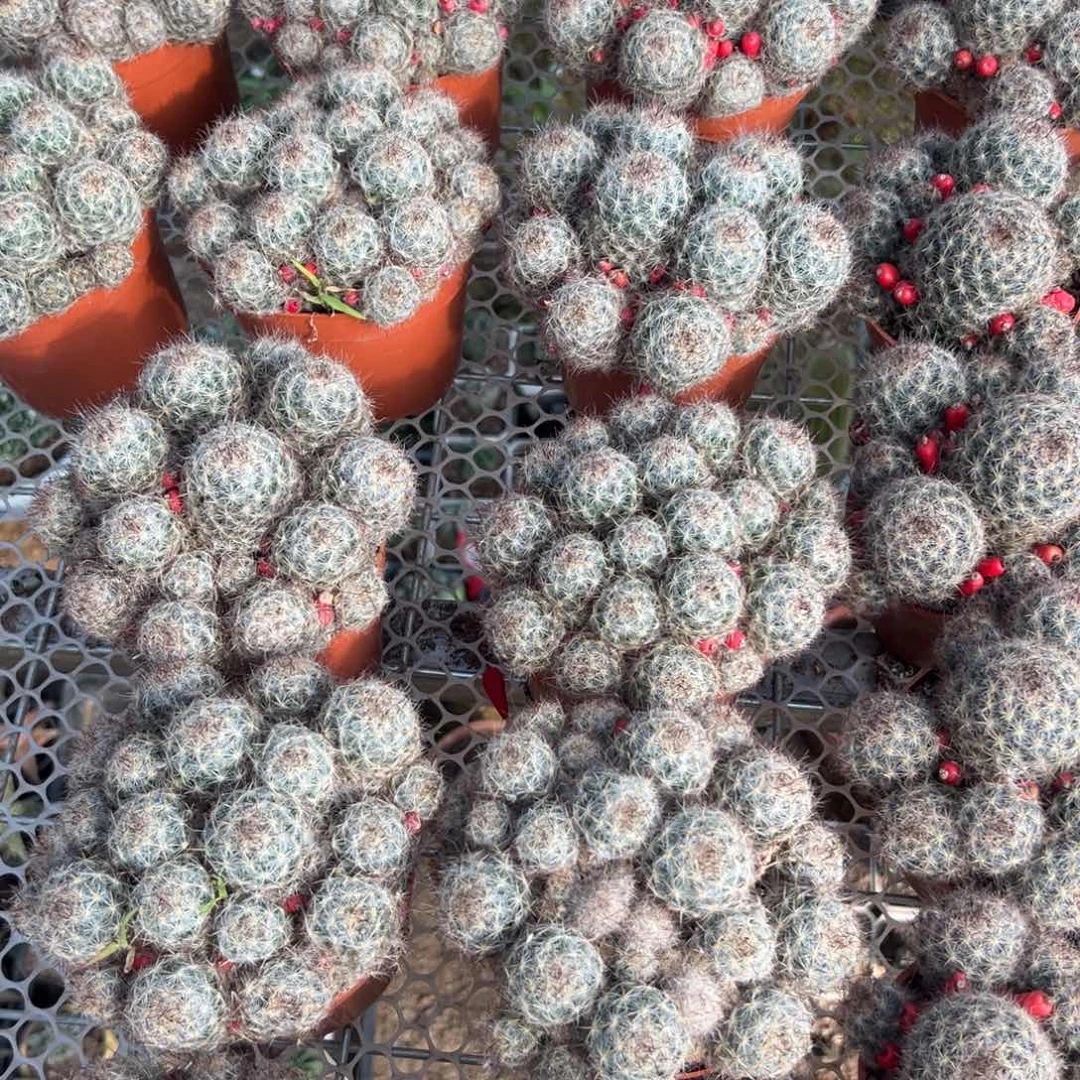 松霞随机一颗。