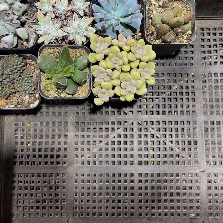 往***好89号筐带盆土发货