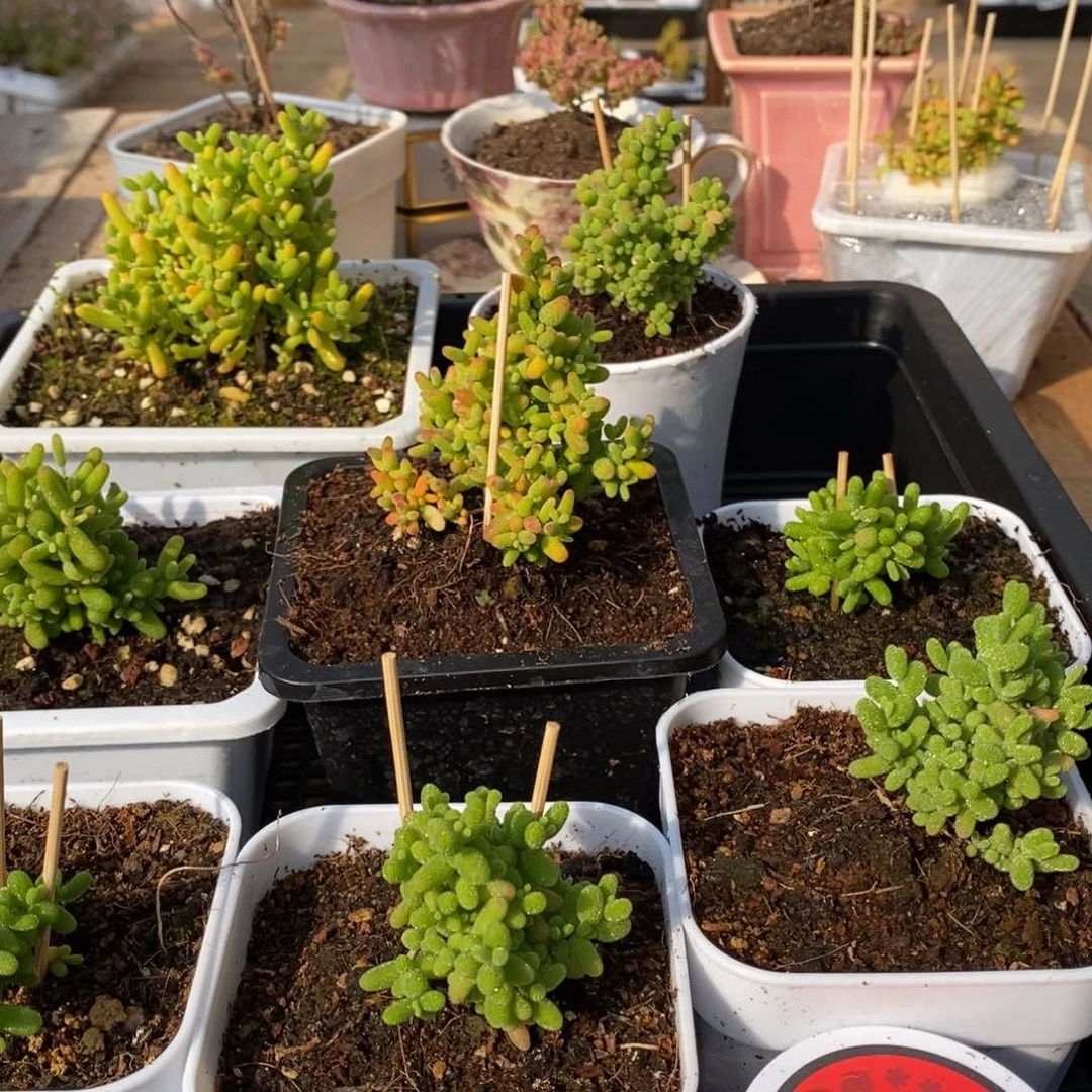 淮****厂枝干番杏多肉植物288