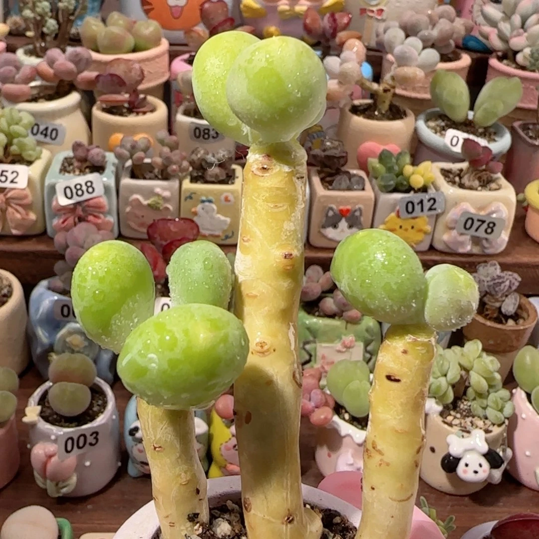 T大长腿金蟾盆口4cm