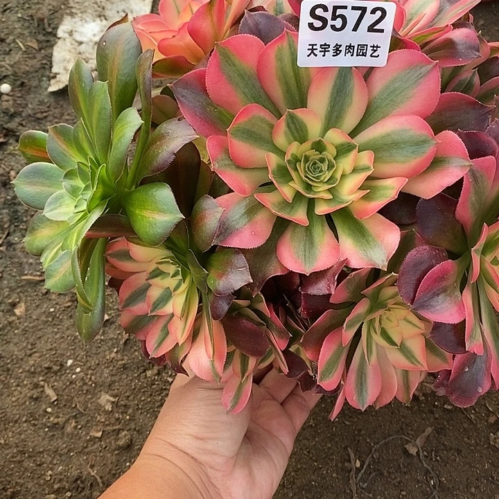 多肉植物香妃572多肉