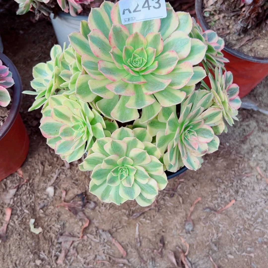 243雨荷多肉植物法师