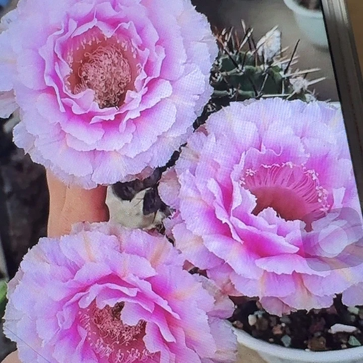 桃花落侧芽4公分左右彩草