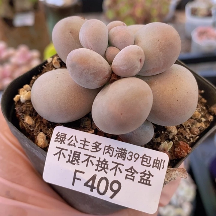芭比奶洛5cm409多肉植物
