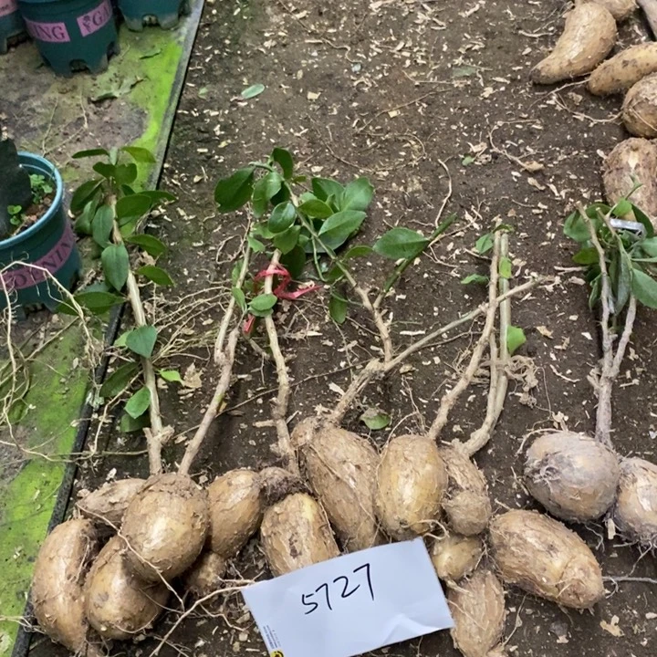 貌***歌完全开放5727月之桂7个