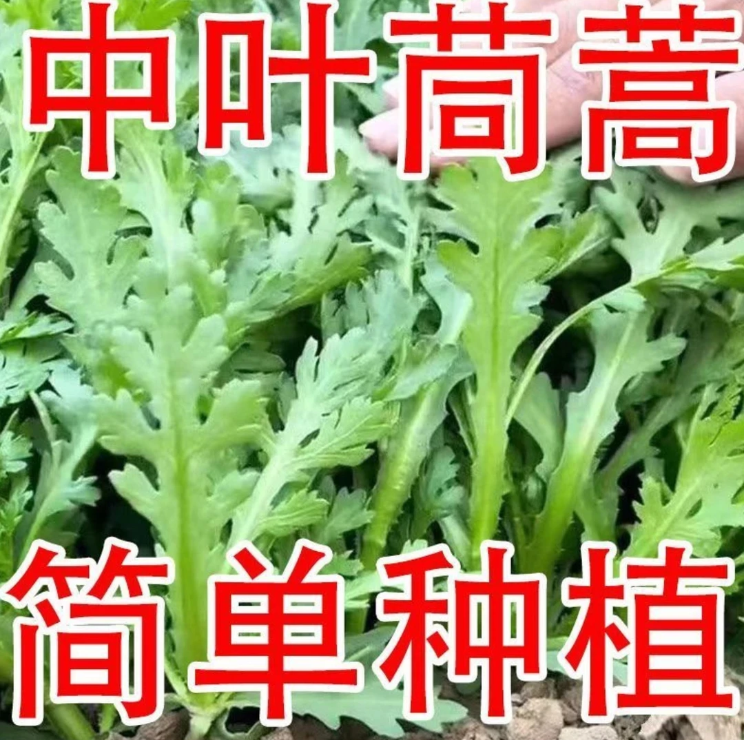 中叶茼蒿种子高产茼蒿种籽春四季播阳台盆栽蔬菜种子皇帝菜种子