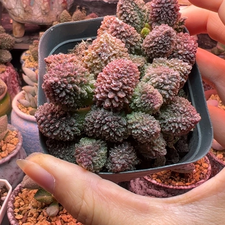 朱紫玉。