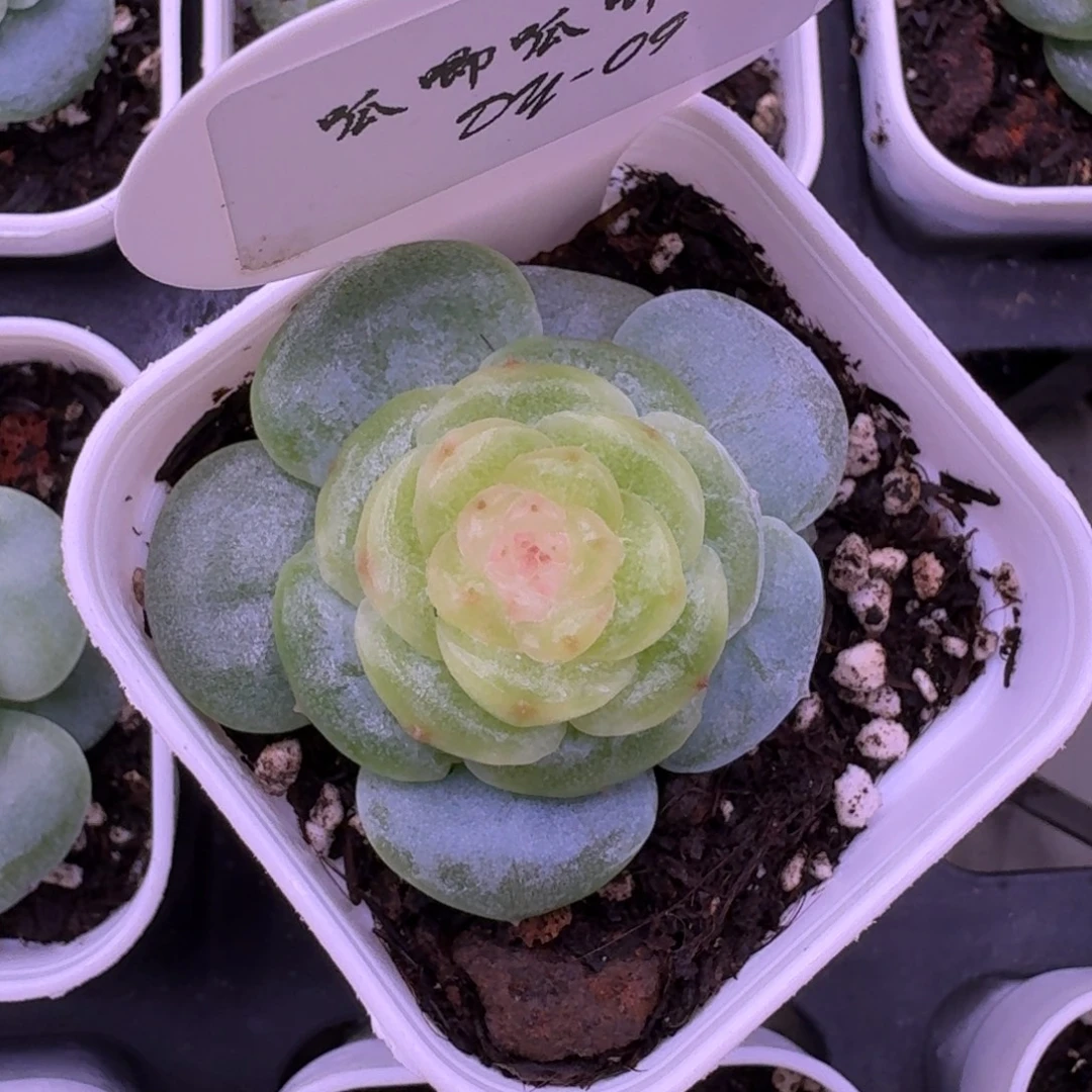 1105-09-芳草十三