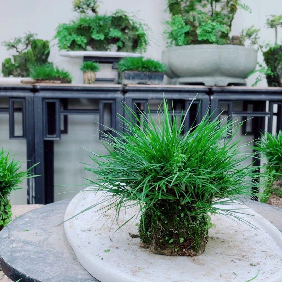 无铅玻璃山***隐铁线蕨铁线蕨铁线蕨