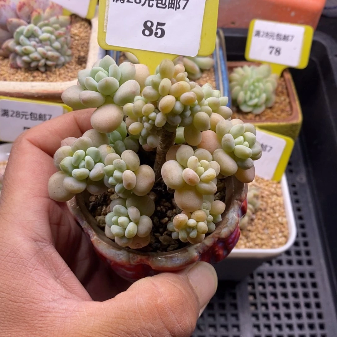 785鱼子酱很多头多肉