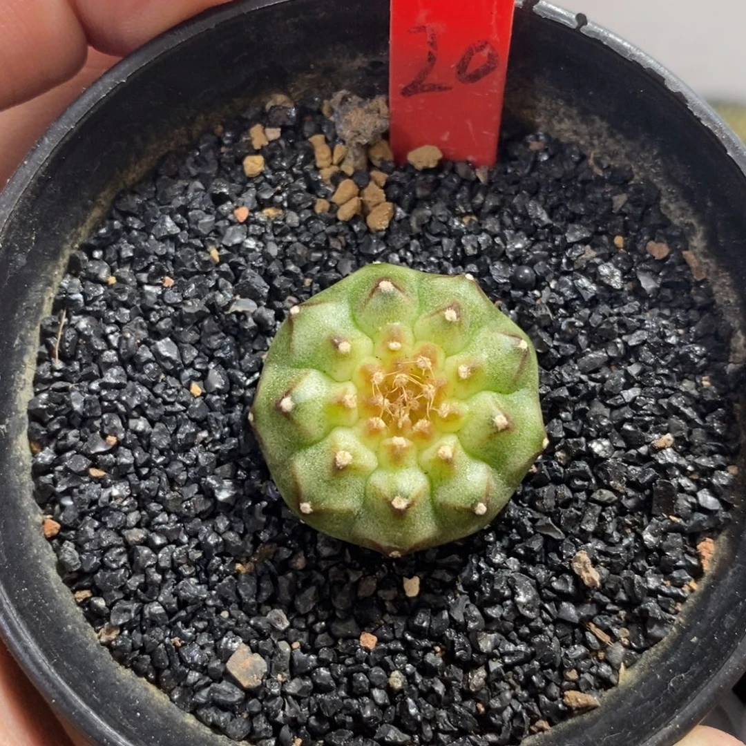 泰系实生轮回（福利）—带盆土发货22