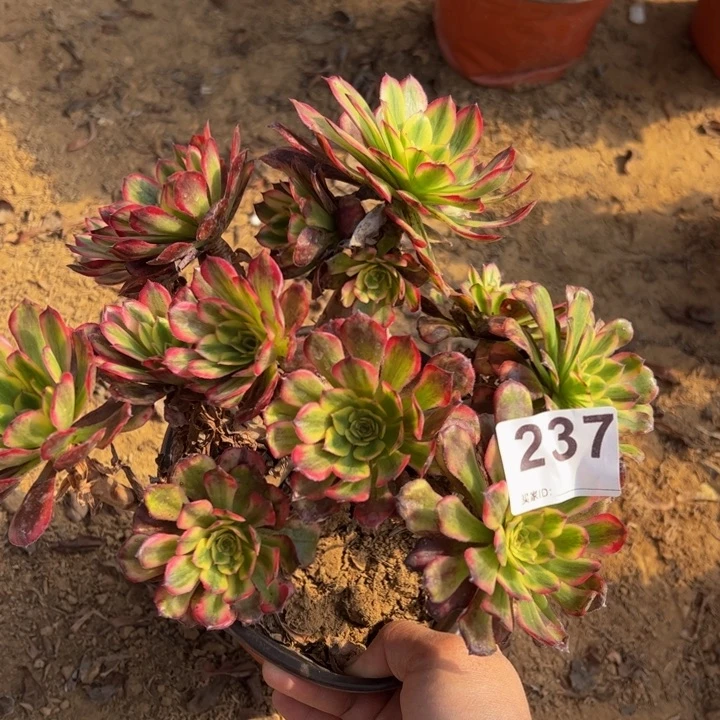 舞天姬多肉植物237