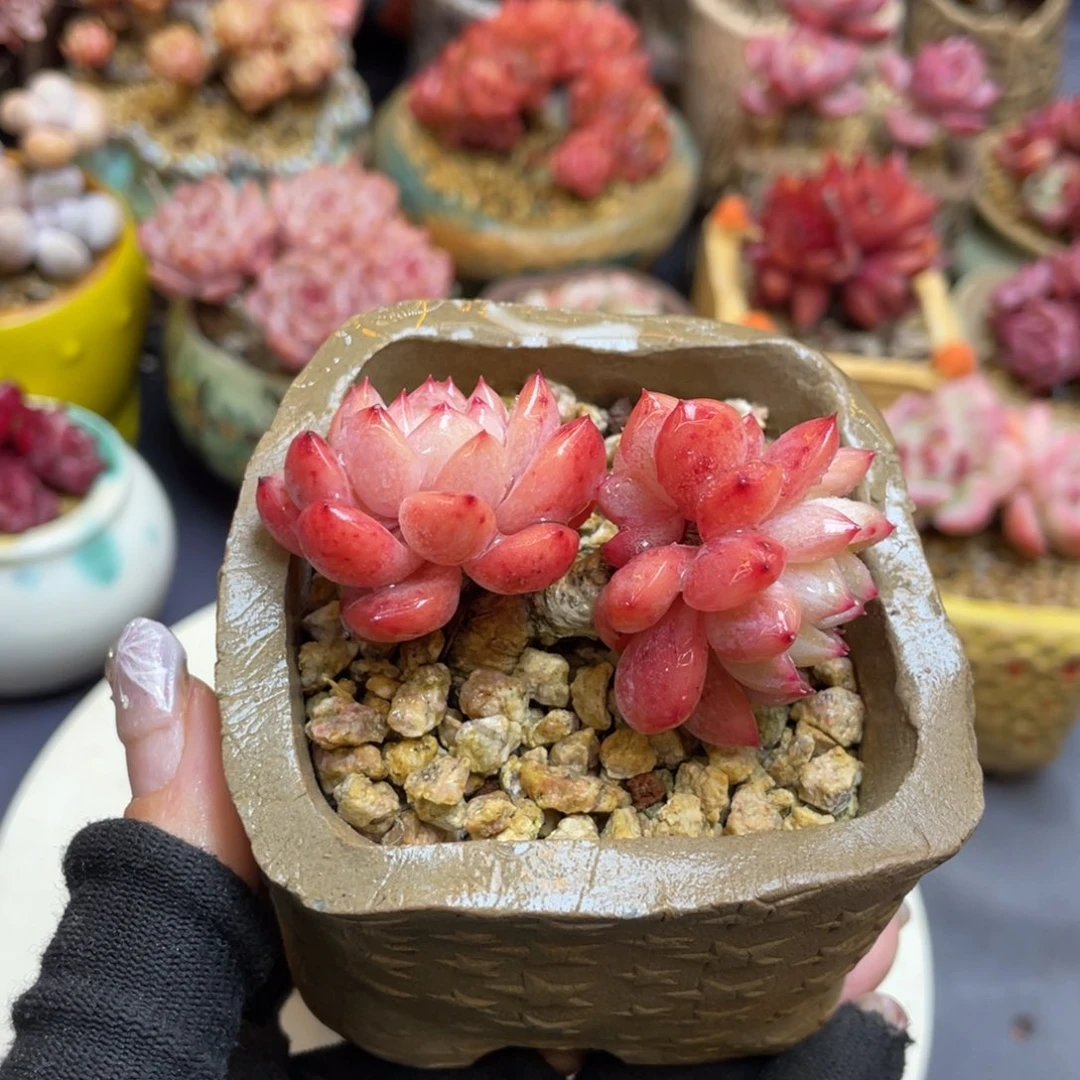 东云杂交老桩果冻色