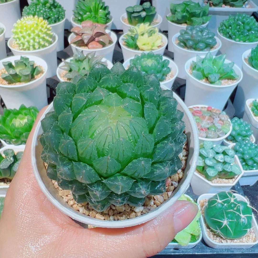 翠云玉露多肉88888