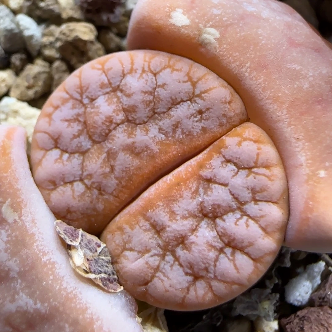 12.30。拿铁福利。 5010