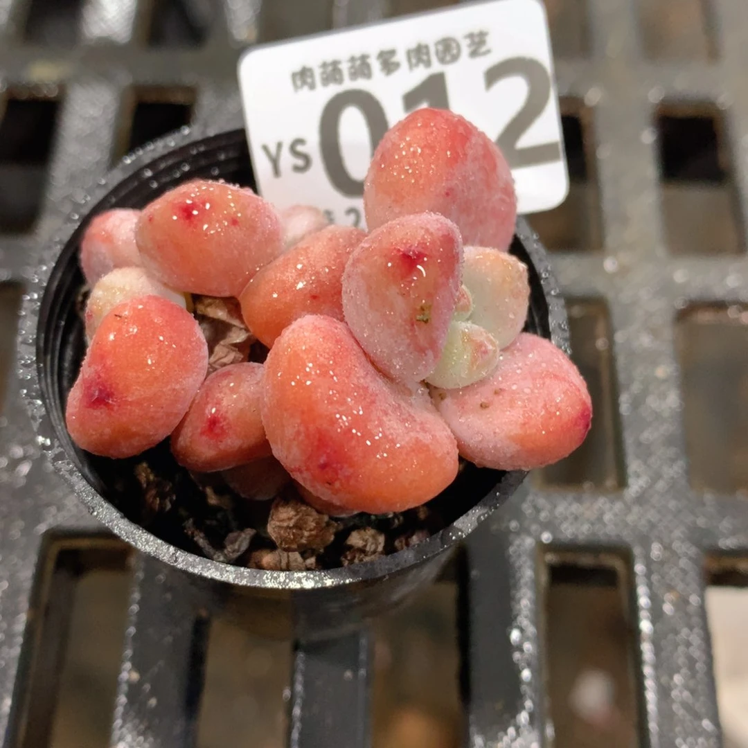 肉萌萌拇指盆精控多肉YS012