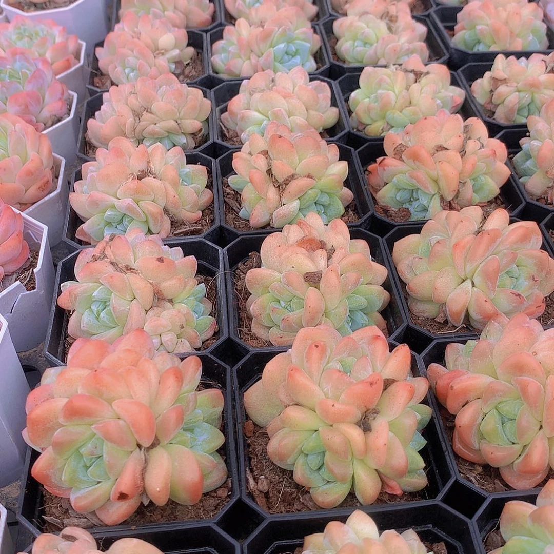 冰玉群3456788999900