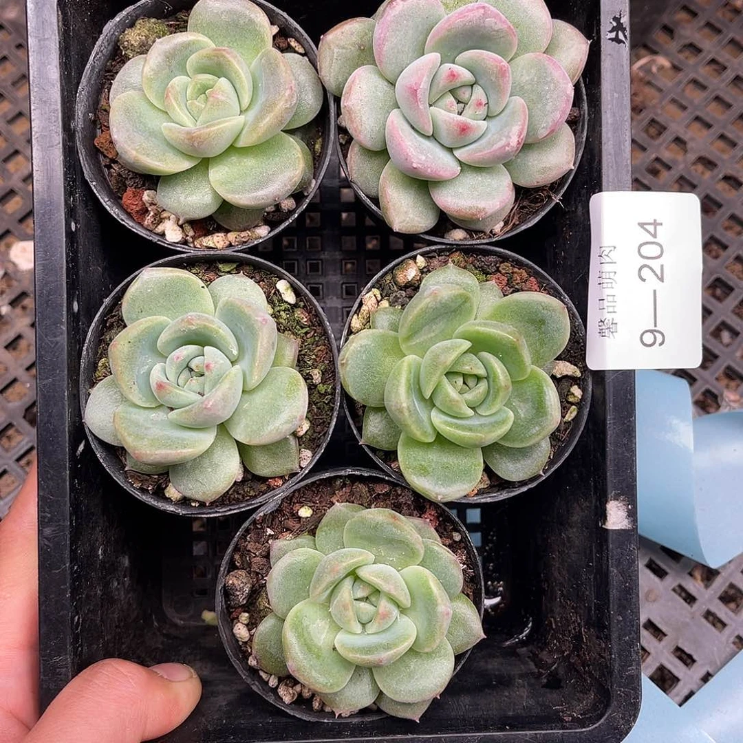 多肉一物一拍9-204