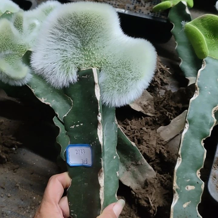 闲***事仙人球九尾狐缀化2133