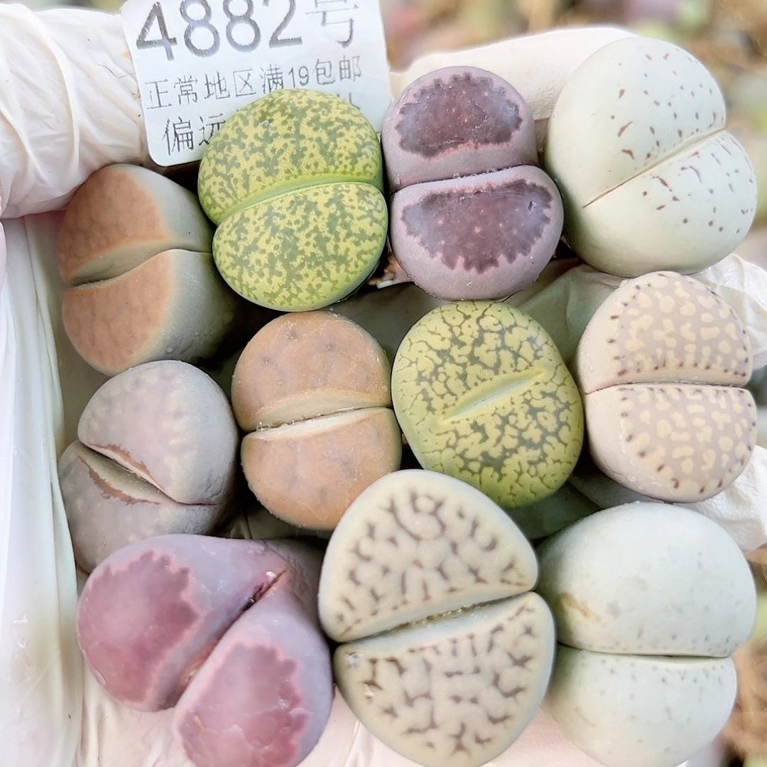 4882 好养易活生石花大母本12个2.2-2.8cm