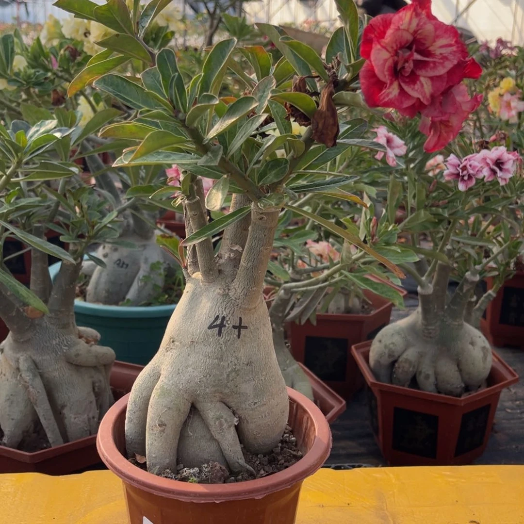 用****6沙漠玫瑰盆栽