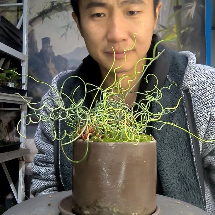 ?****n中青园艺一物一拍300